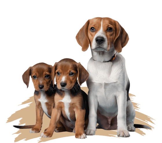 Fundación Pa' Perros